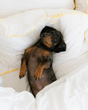 Provence Butter- Pillow Case Pair